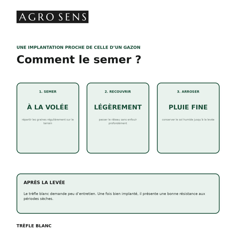 Graines de trèfle blanc - Engrais vert à semer