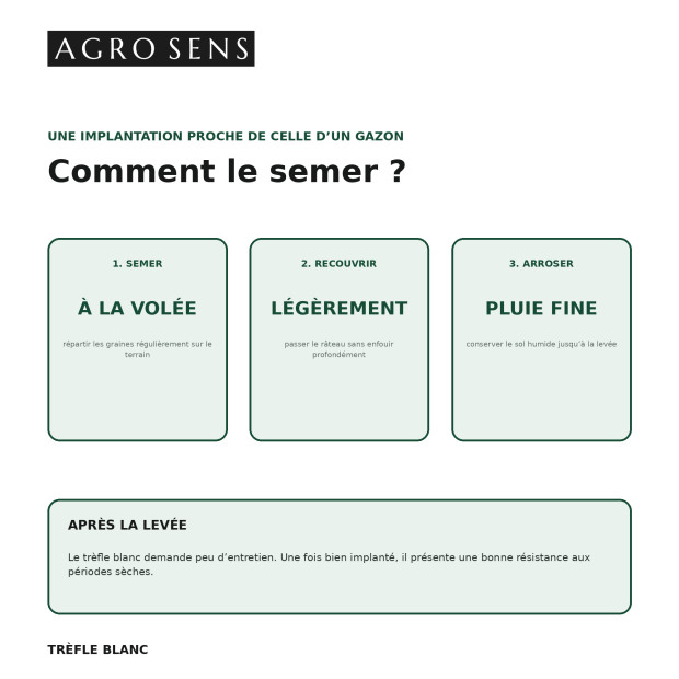 Graines de trèfle blanc - Engrais vert à semer