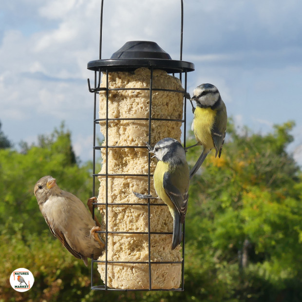 Cylindre de Graisse aux Insectes pour Oiseaux du Jardin - Sans Huile de Palme | Comptoir des Jardins