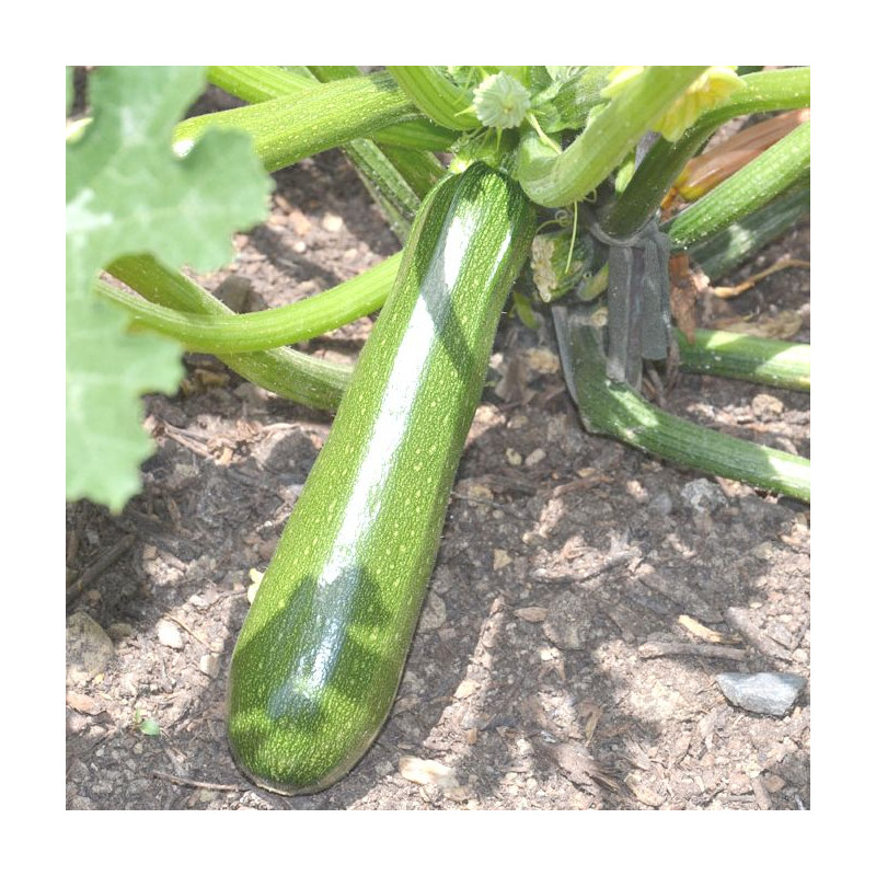 que planter apres les courgettes