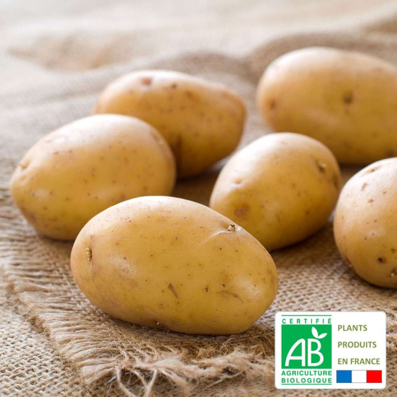 Plants de pomme de terre bio Allians à chair ferme