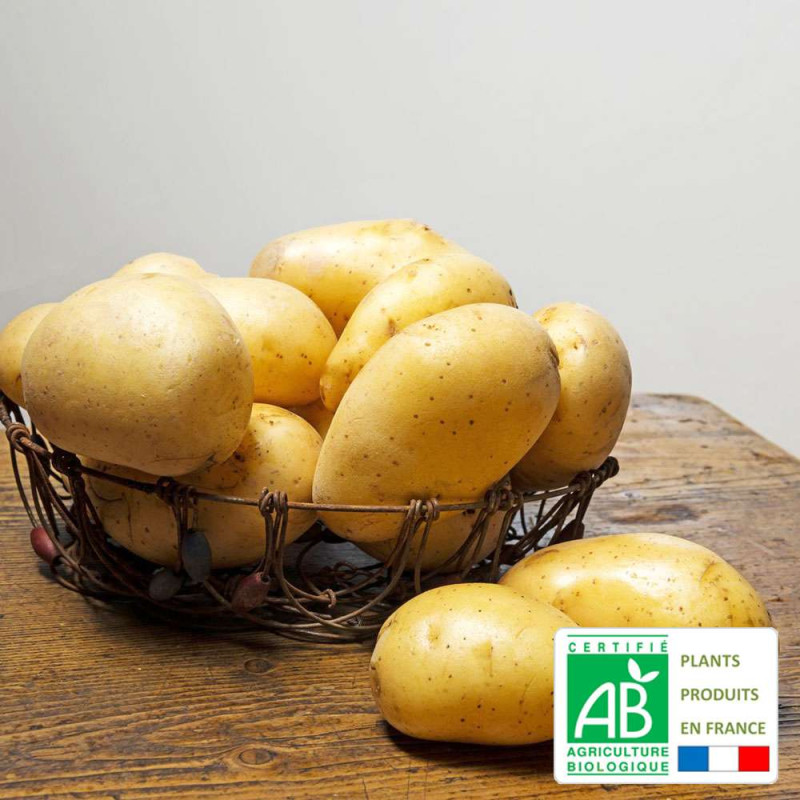 Pomme de terre bio Monalisa à chair ferme.