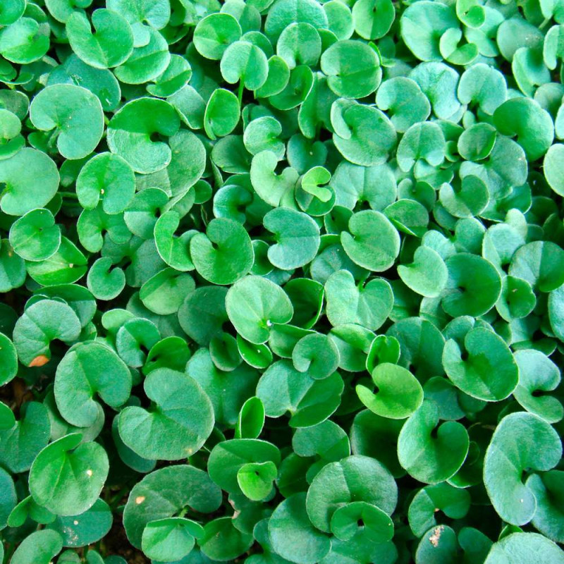 Dichondra, semences professionnelles. 300 gr pour 25 m²