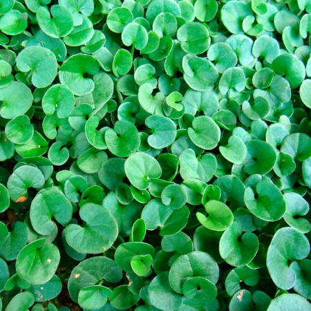 Dichondra, semences professionnelles. 300 gr pour 25 m²