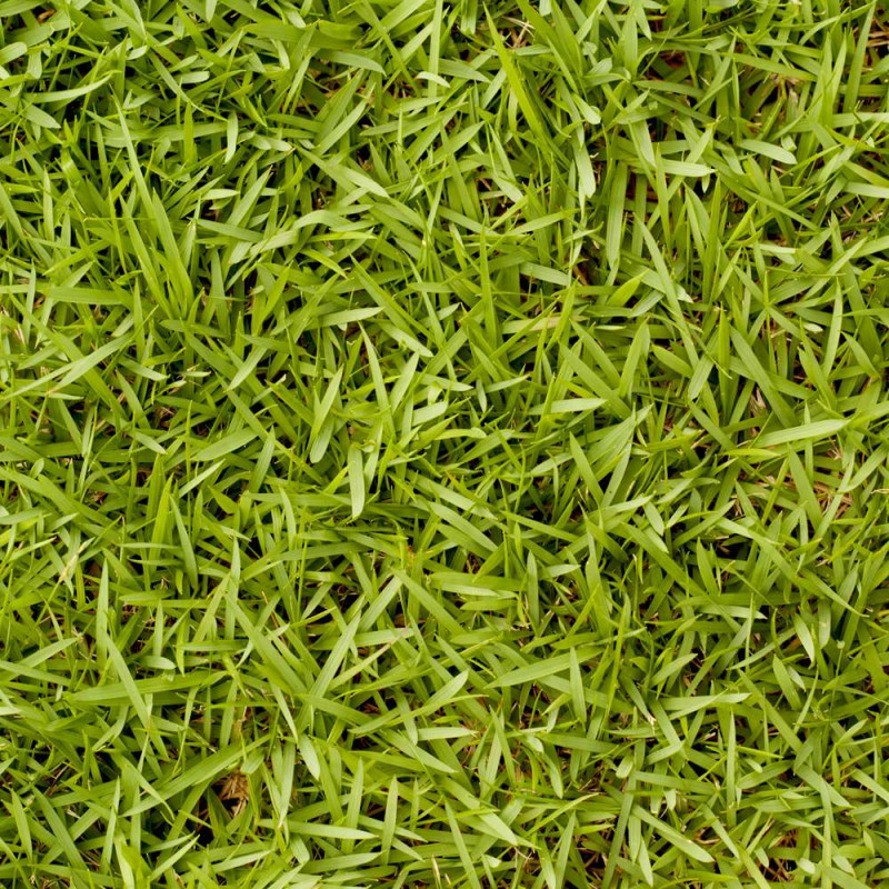 Cynodon herbe des bermudes. 500 gr pour 50 m²