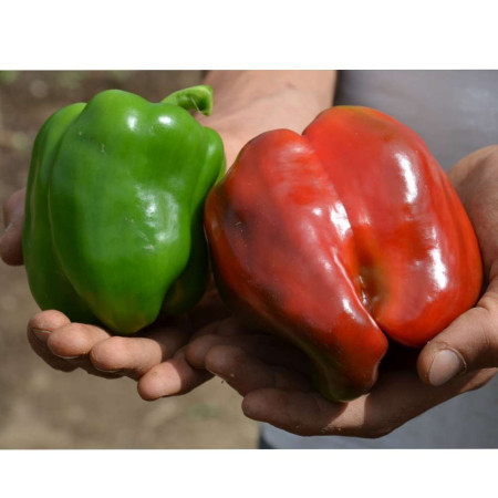 Engrais bio professionnel pour potager 25 kg. Guanor Super pro 7-6-8