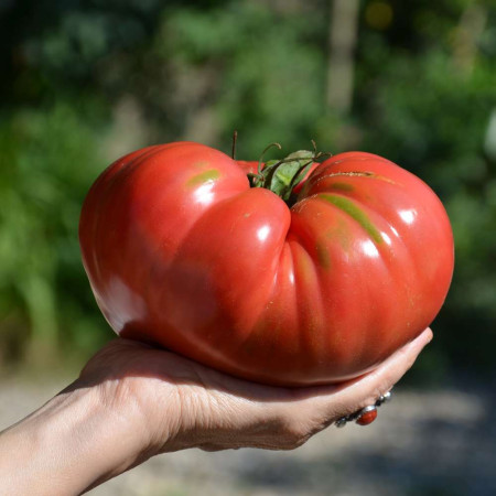Engrais bio professionnel pour potager 25 kg. Guanor Super pro 7-6-8