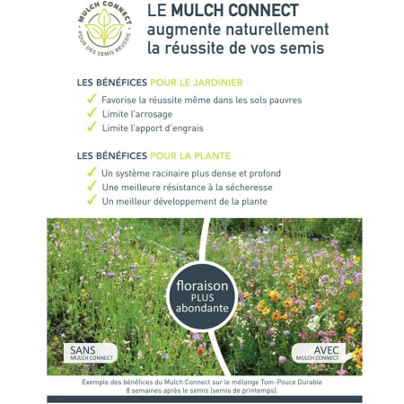 Mélange de plantes nettoyantes pour limiter le désherbage. 30 à 250 m²