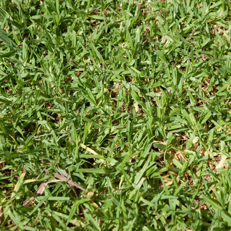 Kikuyu véritable, 400 à 600 m² de pelouse tropicale