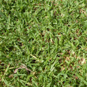 Kikuyu véritable, 400 à 600 m² de pelouse tropicale