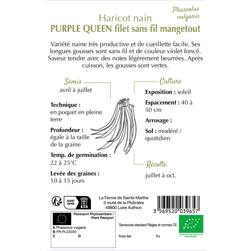 Graines de haricot nain filet Purple Queen bio de la Ferme Sainte Marthe.