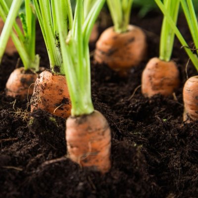 Graines de carottes